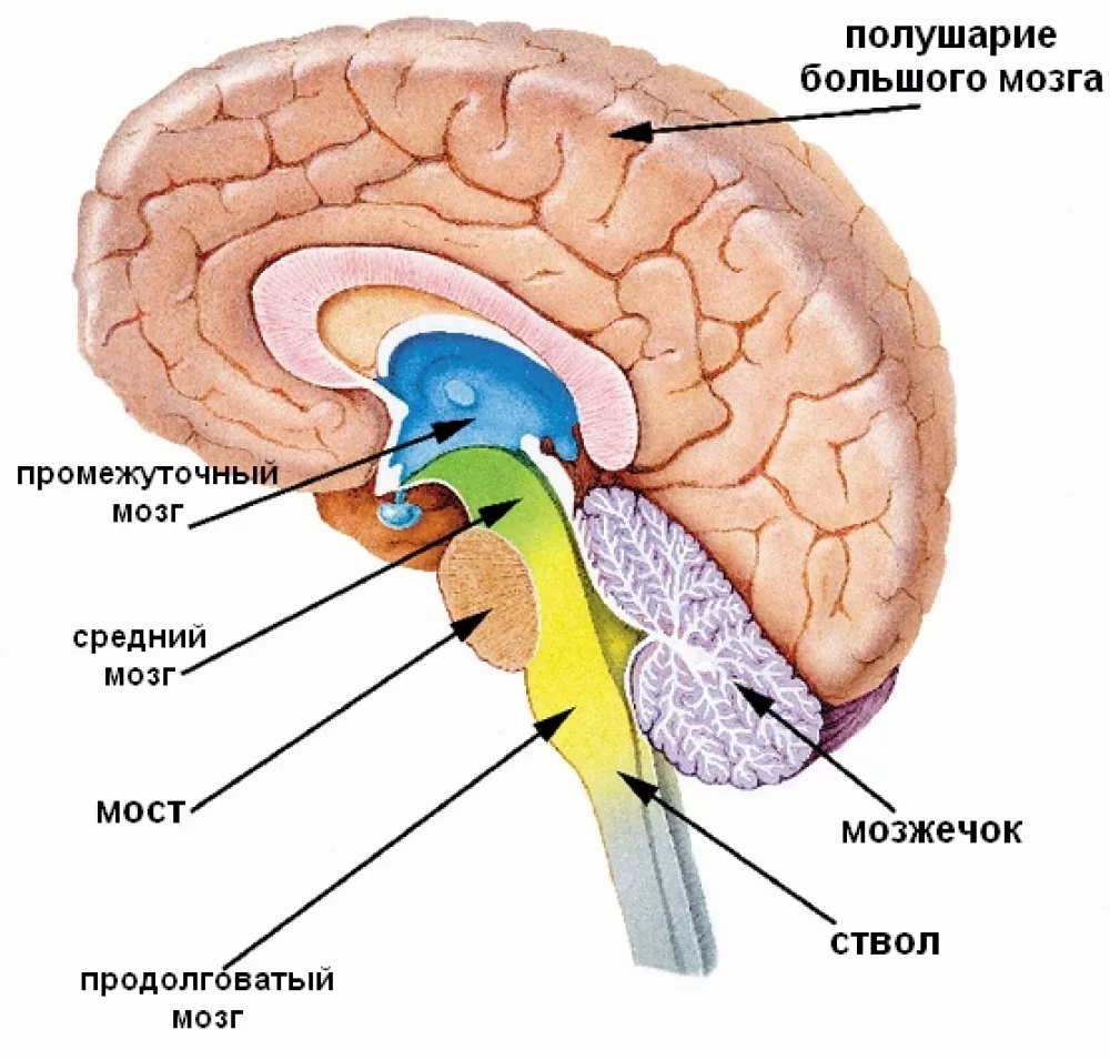 anatomicheskie-struktury-golovnogo-mozga