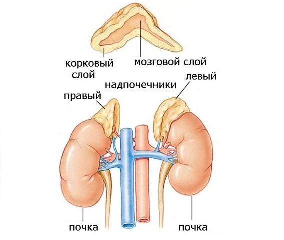 Рак надпочечника — первые признаки и симптомы, лечение онкологии надпочечника в Москве